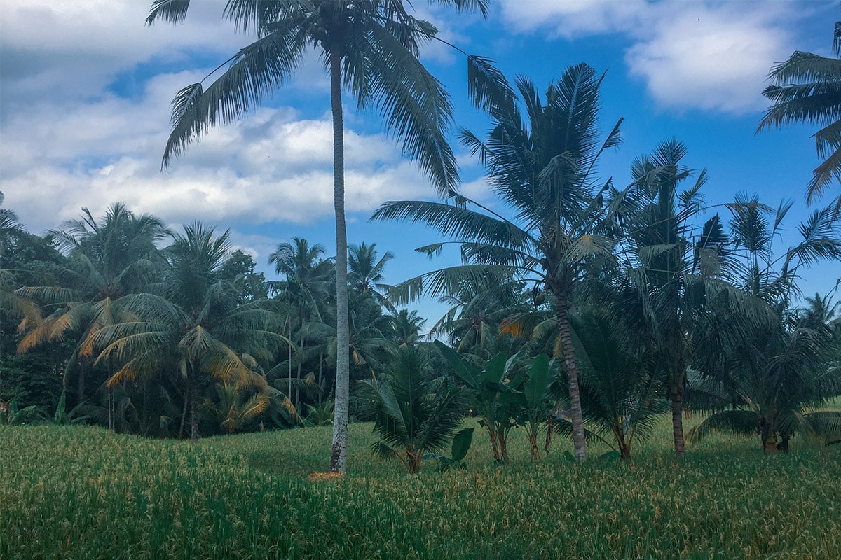 ubud