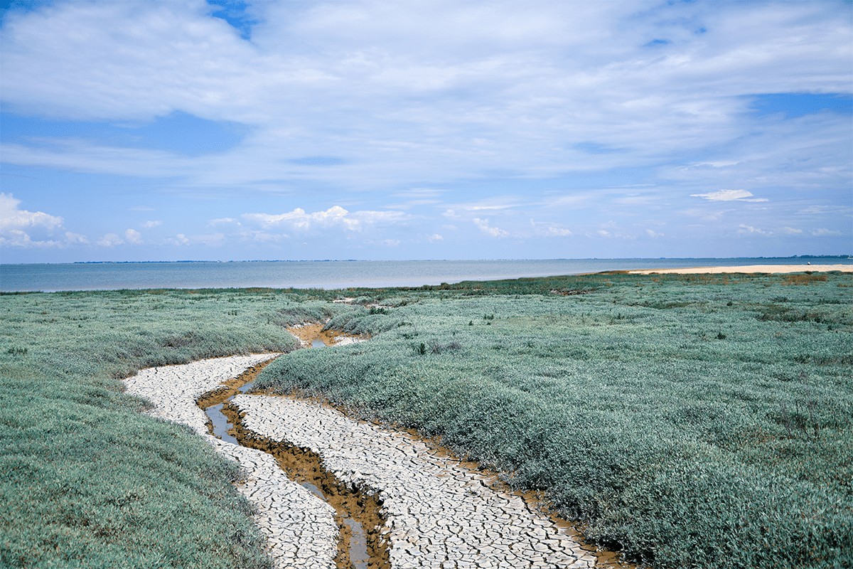 vendee
